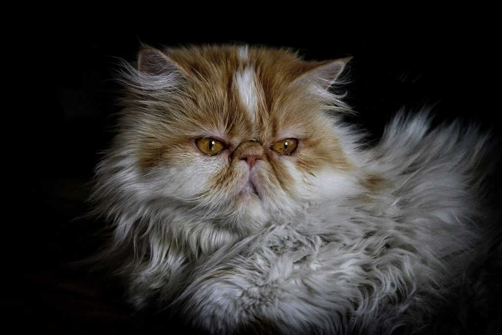 персидская кошка фотография
