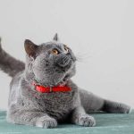 Довольная кошка мурчит