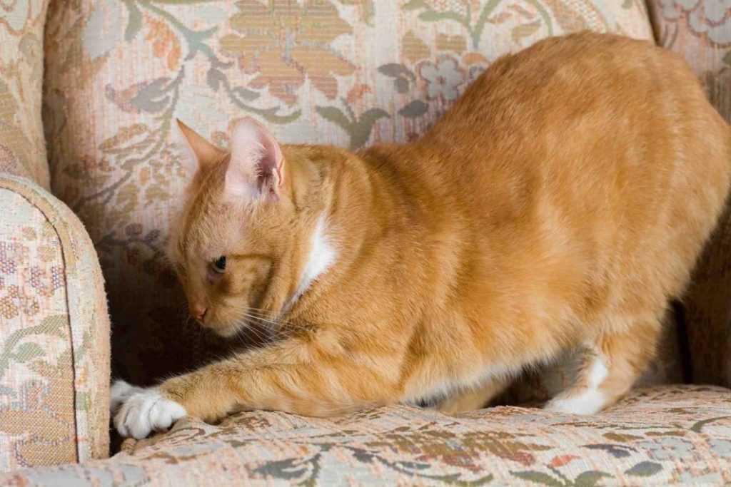 рыжий кот царапает диван