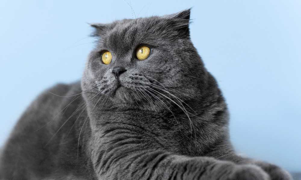 Британская кошка на голубом фоне