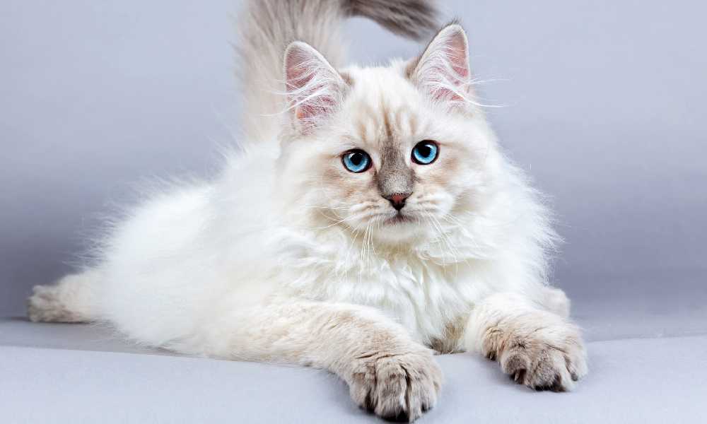 Серый сибирский кот