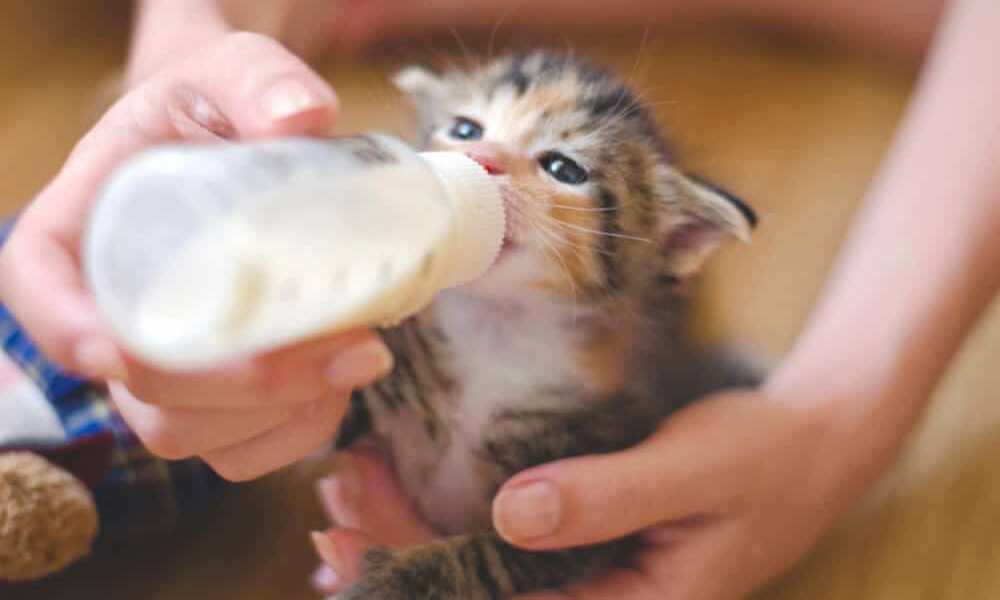 Можно ли новорожденным котятам коровье молоко