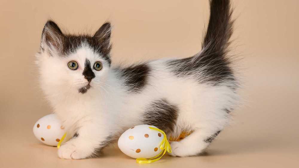 Кот манчкин с пасхальным яйцом