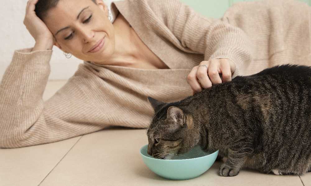 натуральный рацион питания для кошек