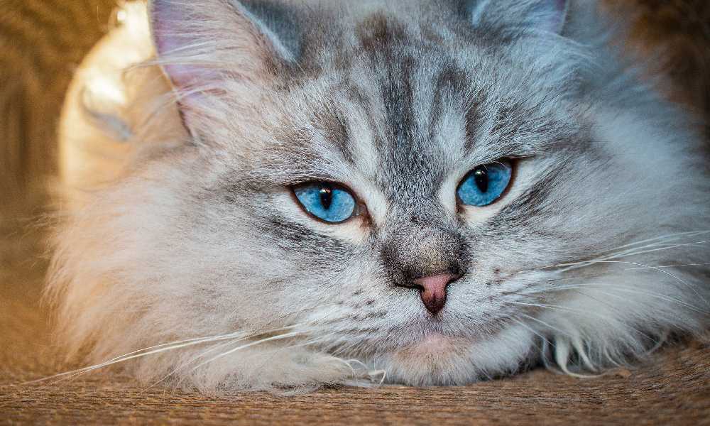 порода кошек сибирская фото