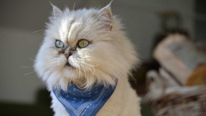 персидский кот в голубой косынке