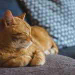 рыжий кот лежит на диване