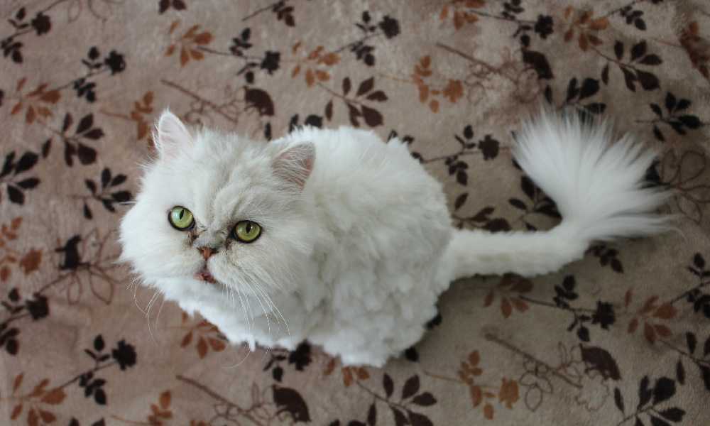 Персидский кот стрижка лев