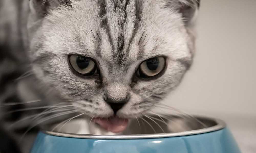 зачем кошки закапывают еду