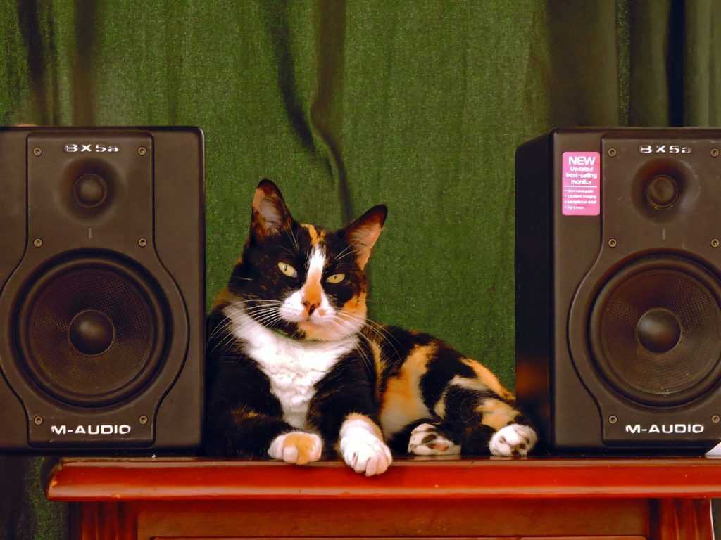 кот слушает музыку