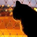 Кот на фоне ночного города