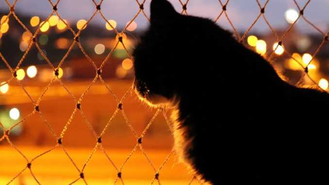 Кот на фоне ночного города