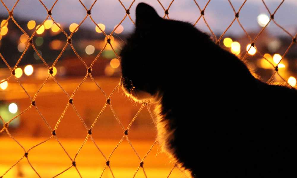 Как успокоить кошку ночью? Практические советы