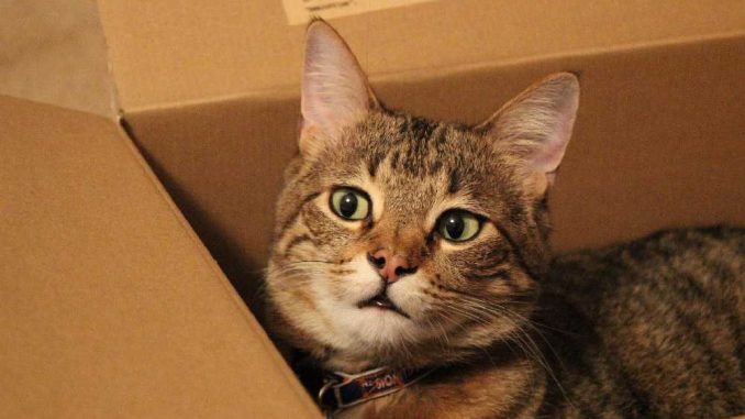 кошка в картонной коробке