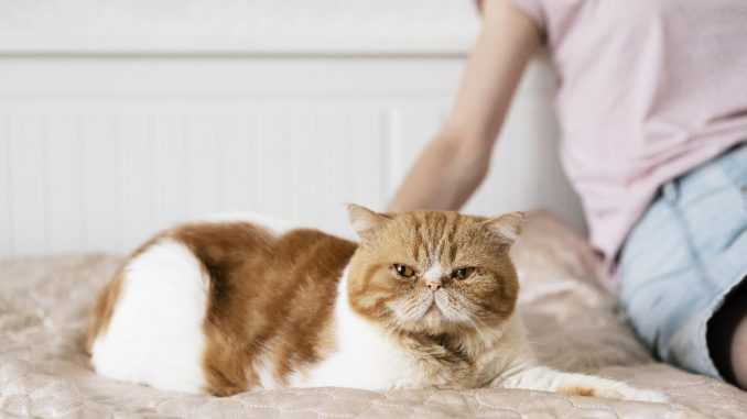 рыжий кот с плоской мордой