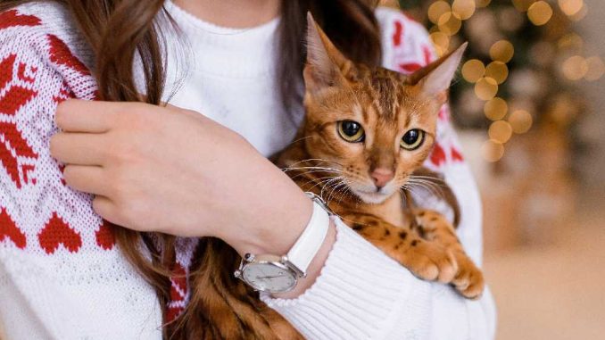 17 самых красивых пород кошек (с фото)