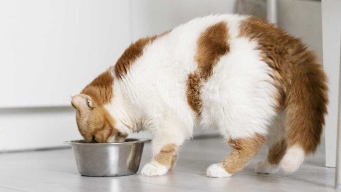 рацион питания для кошек