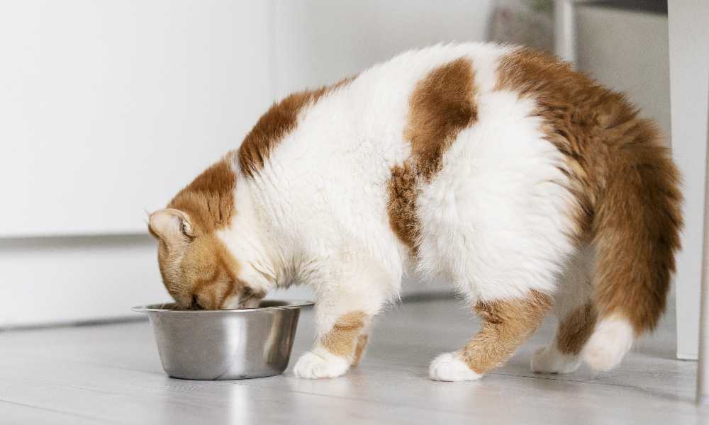 Рацион питания для домашних кошек | Чем кормить кота?