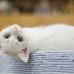 Белый кот реагирует на звук