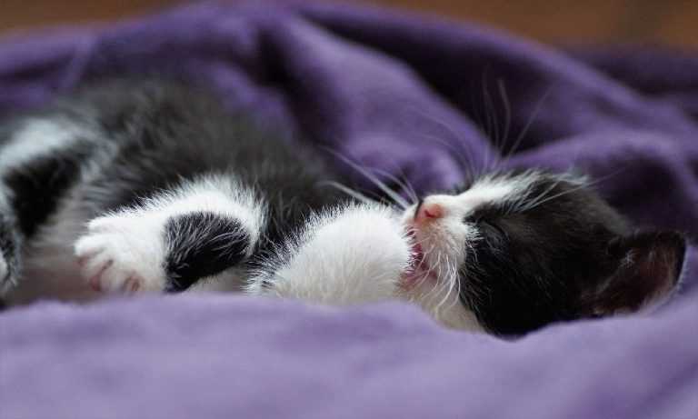 Почему кошка дергается во сне | 4 простые причины