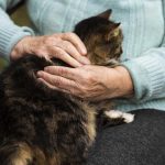 кот на руках у пожилой женщины