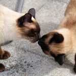 вязка сиамских кошек