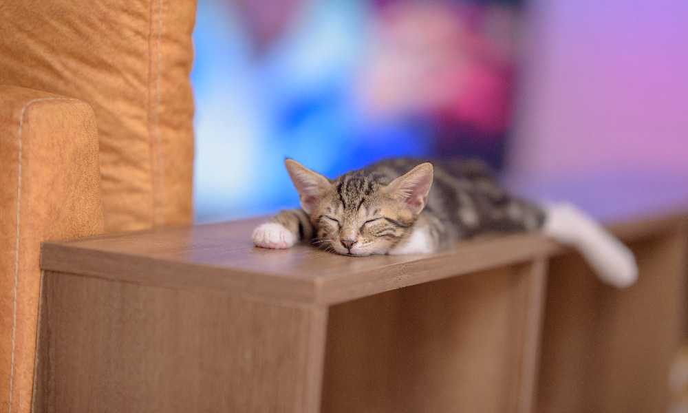 Почему кошка дергается во сне | 4 простые причины