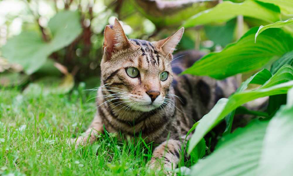 Бенгальская кошка в засаде