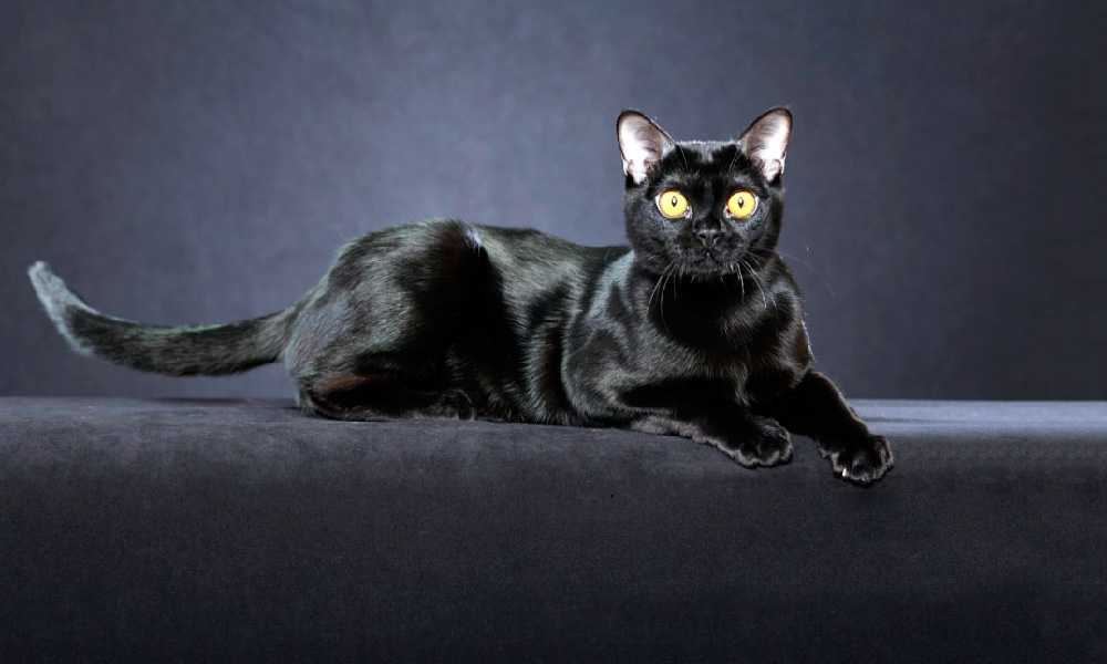 Бомбейская кошка на диване