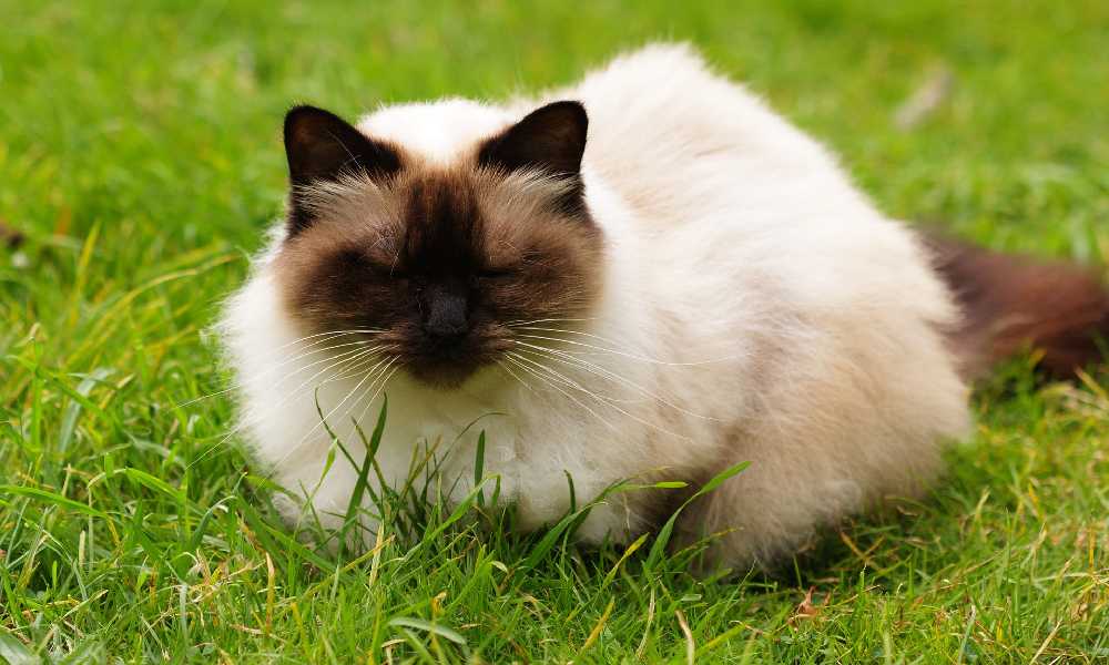 Гималайская кошка фото