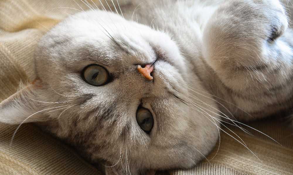 Зачем кошкам усы?