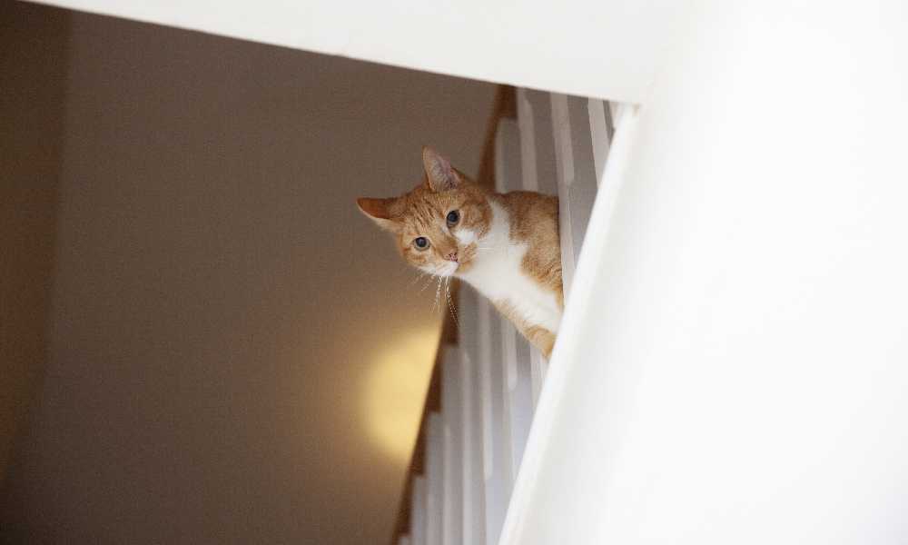 рыжий кот выглядывает с лестницы