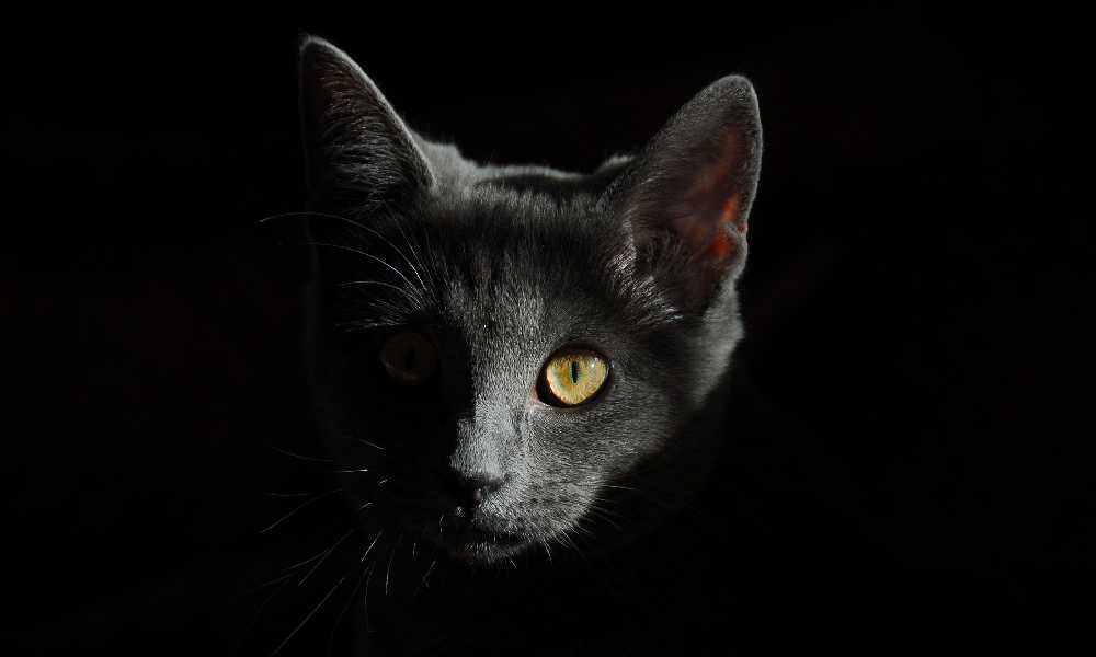 Британская кошка в темноте