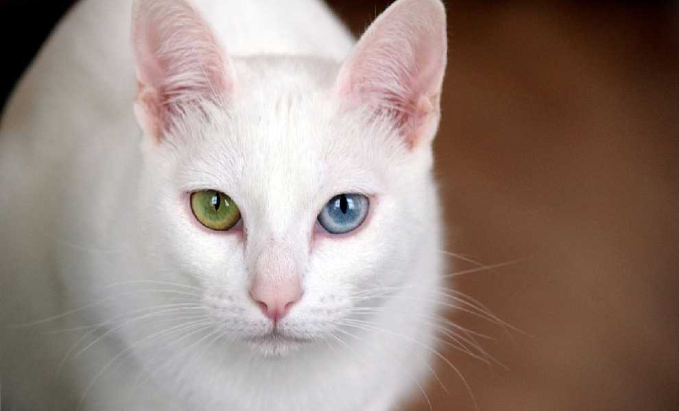 Кхао Мани одна из самых дорогих пород котов