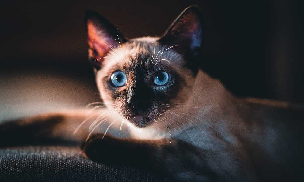 Красивая сиамская кошка