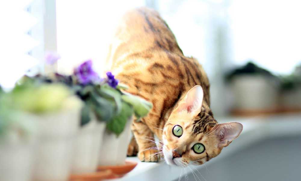 бенгальская кошка одна из самых дорогих пород