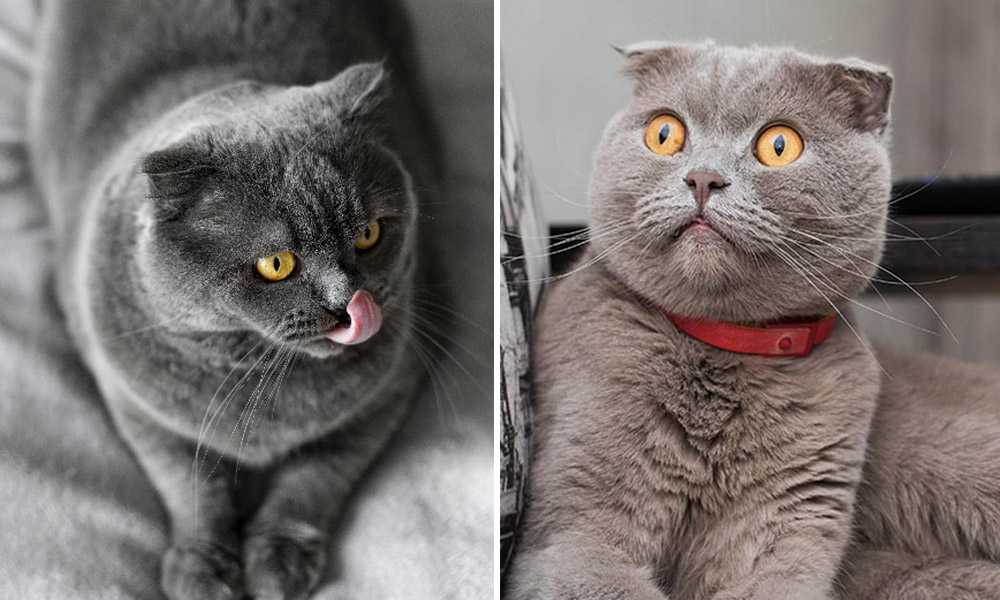 Британские короткошерстные и шотландские вислоухие кошки: различия