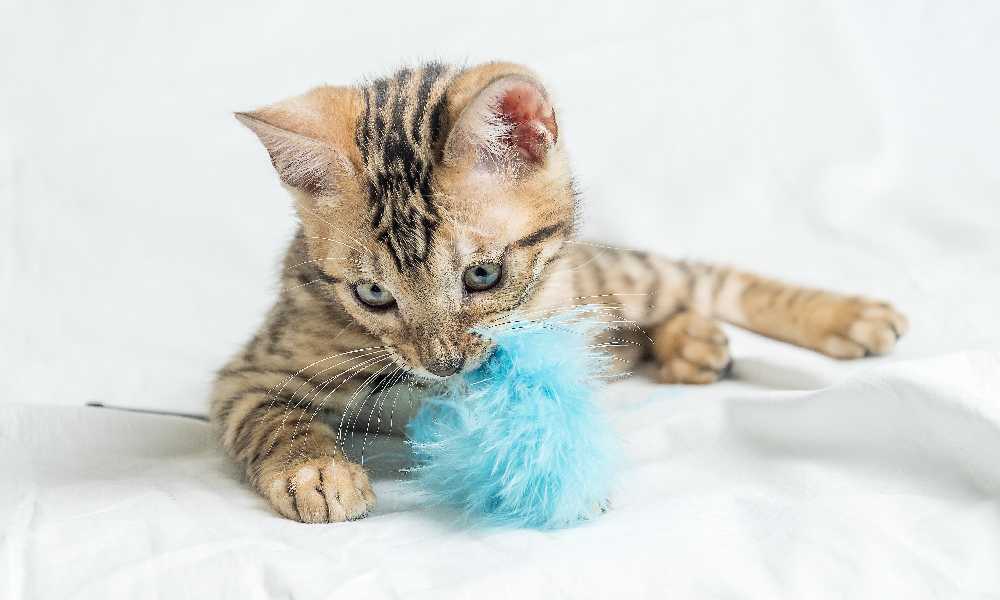 Игрушки для кошек: какие полезны, а какие нет?