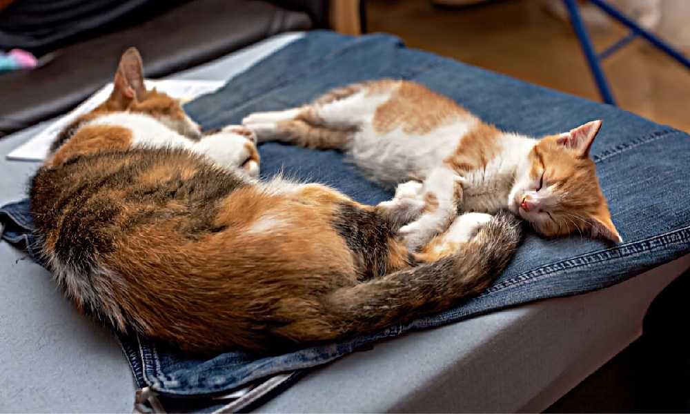 коты спят на джинсах
