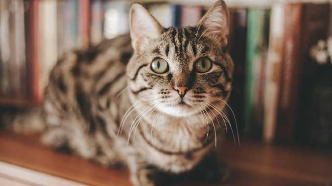 кошка на книжной полке