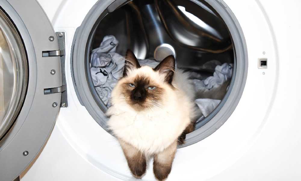 кошка в стиральной машине