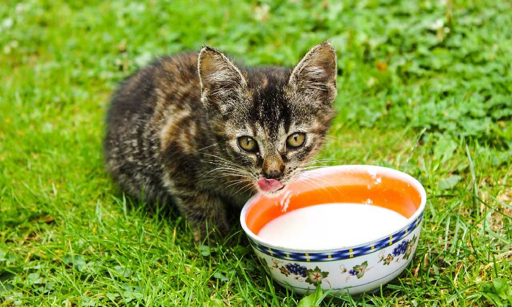 котенок пьет молоко на траве