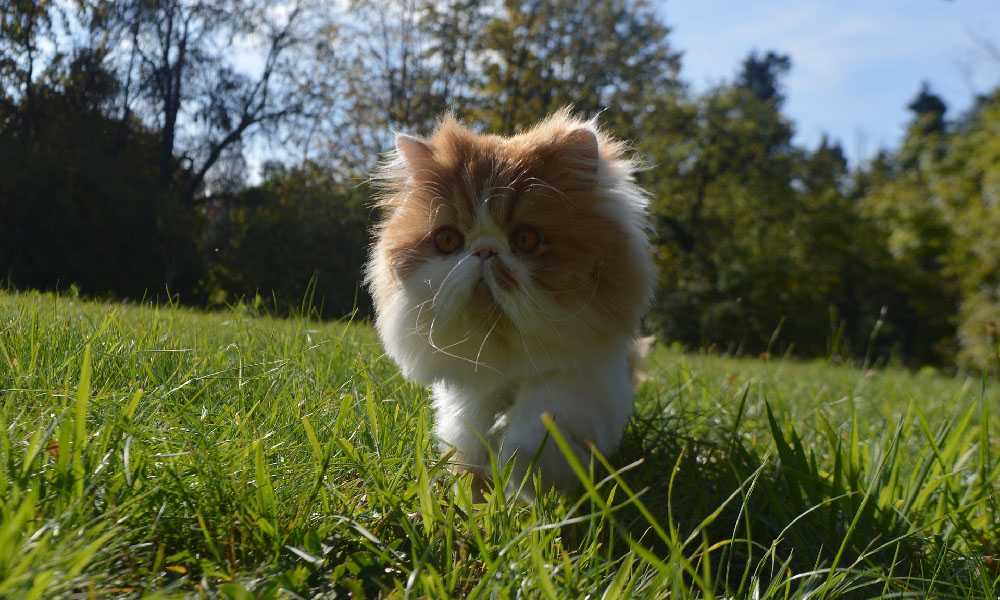 персидский кот на траве