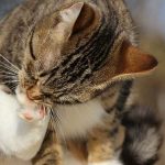 Кошка грызет когти: почему моя кошка грызет лапы и выдергивает когти?