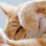 какие запахи отпугивают кошек