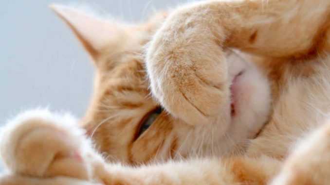 какие запахи отпугивают кошек