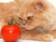 Персидский кот и помидор
