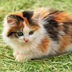трехцветный котенок на траве