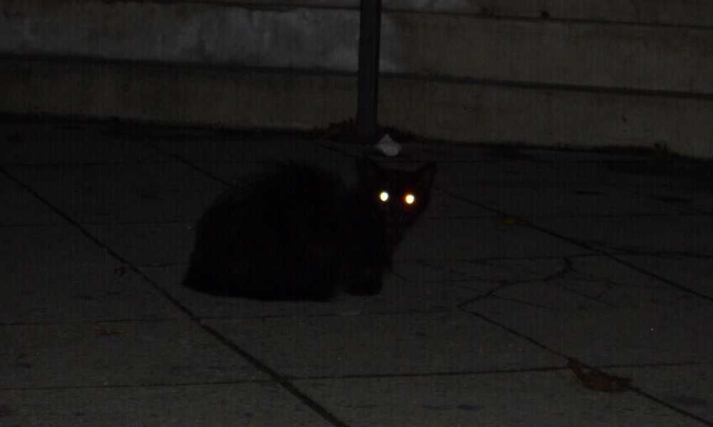 фото кошки в темноте