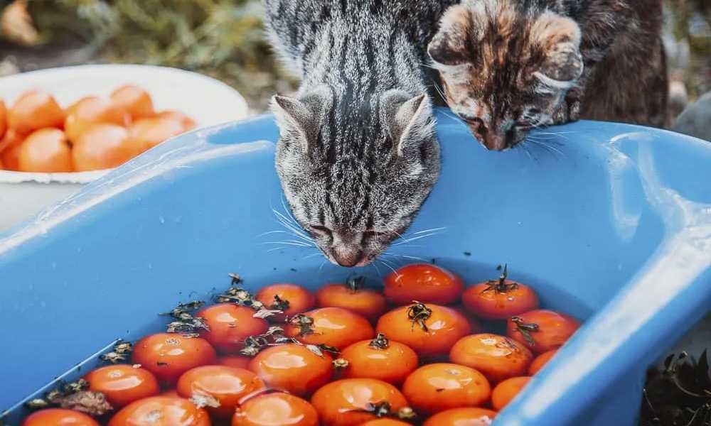 коты и помидоры